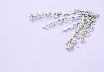 white spring flowers on light purple  background