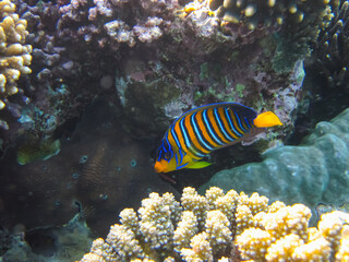 Pygoplites diacanthus or Royal angelfish in an expanse of Red Sea coral reef