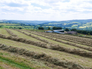 Swaths of dry hay in farmland in a hilly English countryside of Derbyshire in Peak District National Park, United Kingdom.