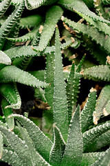 Lush aloe plant close up, background or texture