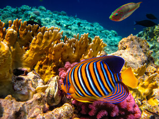 Fototapeta premium Pygoplites diacanthus or Royal angelfish in an expanse of Red Sea coral reef