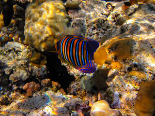 Pygoplites diacanthus or Royal angelfish in an expanse of Red Sea coral reef