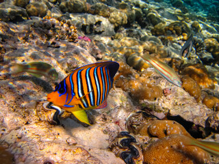 Pygoplites diacanthus or Royal angelfish in an expanse of Red Sea coral reef