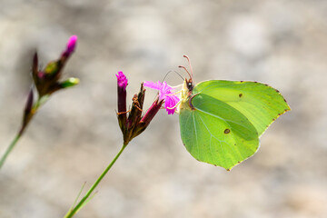 Common brimstone butterfly - Gonepteryx rhamni resting on Carthusian pink - Dianthus carthusianorum