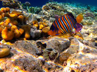 Pygoplites diacanthus or Royal angelfish in an expanse of Red Sea coral reef