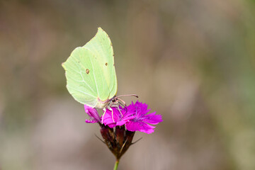Common brimstone butterfly - Gonepteryx rhamni resting on Carthusian pink - Dianthus carthusianorum