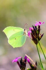 Common brimstone butterfly - Gonepteryx rhamni resting on Carthusian pink - Dianthus carthusianorum