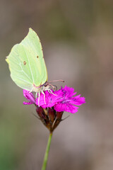 Common brimstone butterfly - Gonepteryx rhamni resting on Carthusian pink - Dianthus carthusianorum
