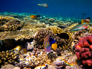 Fototapeta premium Pygoplites diacanthus or Royal angelfish in an expanse of Red Sea coral reef