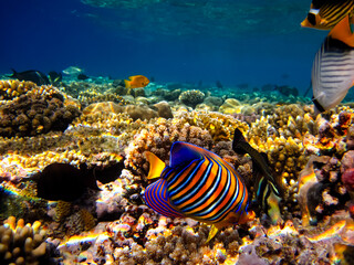 Naklejka na ściany i meble Pygoplites diacanthus or Royal angelfish in an expanse of Red Sea coral reef