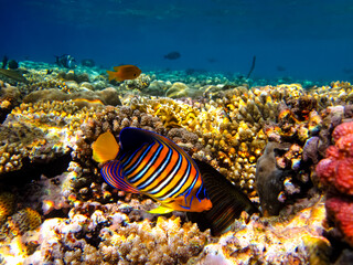 Pygoplites diacanthus or Royal angelfish in an expanse of Red Sea coral reef