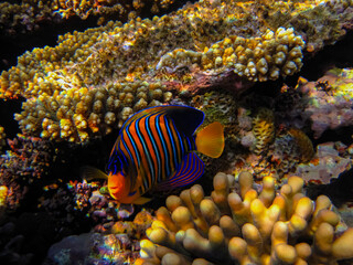 Fototapeta na wymiar Pygoplites diacanthus or Royal angelfish in an expanse of Red Sea coral reef