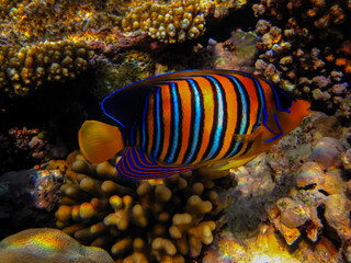 Obraz na płótnie Canvas Pygoplites diacanthus or Royal angelfish in an expanse of Red Sea coral reef