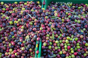 boxes with olives, hand picking from plants during harvesting, green, black, to obtain extra virgin oil, food, antioxidants.