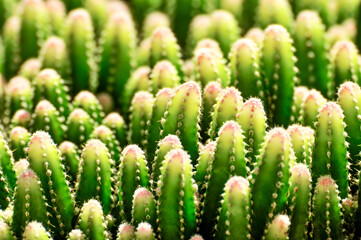 close up of a cactus