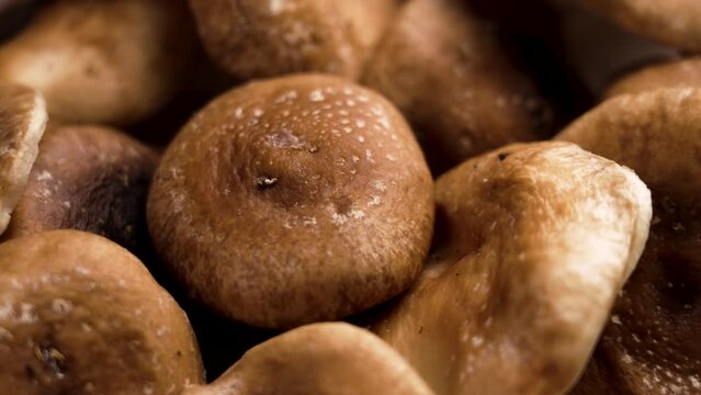 Pile of raw Shiitake mushrooms with brown caps close up. Rotation