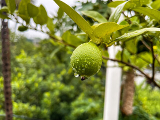 Lime tree with green leaves. In general, limes are round, 3-6 centimeters across, and contain acidic juice vesicles. Vitamin C is abundant in limes.