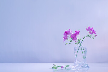 purple freesia in glass vase on blue background