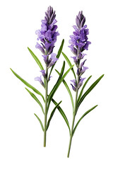 Top side closeup macro view of purple lavender flower stems with leaves, on a white isolated background