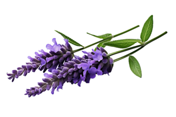 Top side closeup macro view of purple lavender flower stems with leaves, on a white isolated background