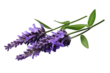 Zelfklevend Fotobehang Top side closeup macro view of purple lavender flower stems with leaves, on a white isolated background © JetHuynh