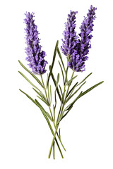 Naklejka premium Top side closeup macro view of purple lavender flower stems with leaves, on a white isolated background