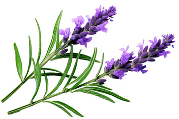 Top side closeup macro view of purple lavender flower stems with leaves, on a white isolated background