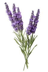 Deurstickers Top side closeup macro view of purple lavender flower stems with leaves, on a white isolated background © JetHuynh
