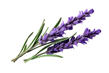 Top side closeup macro view of purple lavender flower stems with leaves, on a white isolated background