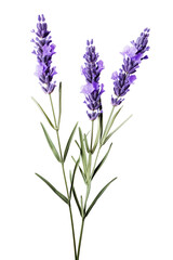 Naklejka premium Top side closeup macro view of purple lavender flower stems with leaves, on a white isolated background