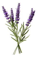 Naklejka premium Top side closeup macro view of purple lavender flower stems with leaves, on a white isolated background