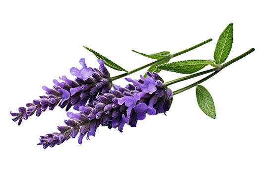 Top side closeup macro view of purple lavender flower stems with leaves, on a white isolated background