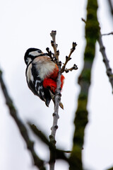 A great spotted woodpecker (Dendrocopos major) sitting on a tree