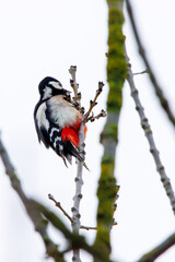 A great spotted woodpecker (Dendrocopos major) sitting on a tree