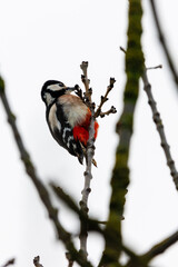 A great spotted woodpecker (Dendrocopos major) sitting on a tree