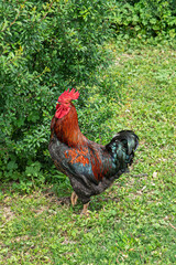 black and gold haughty rooster on the farm