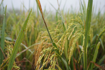 The green and yellow ears of Rice grains before harvest rice fields in Bangladesh.                      