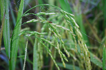 The green and yellow ears of Rice grains before harvest rice fields in Bangladesh.                      