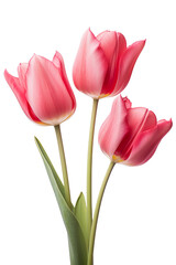 closeup macro view of A collection of red pink tulips flower isolated on a white background PNG