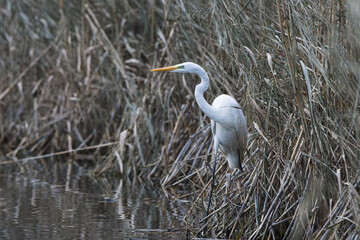 A great egret (Ardea alba) sits on the shore of a lake