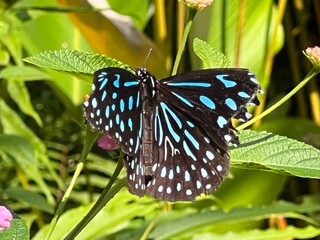 butterfly on a flower