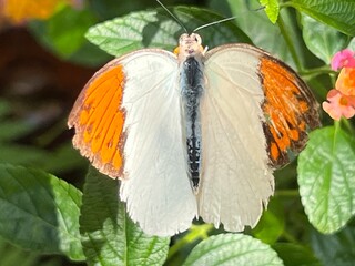 a white and orange tip wings butterfly on flowers