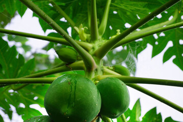 Fototapeta premium Delicious green raw papayas hanging on papaya tree background.