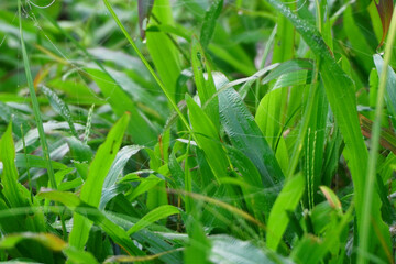 macro of dew Water drops of fresh green grass. morning wet green grass with dew lawn background.