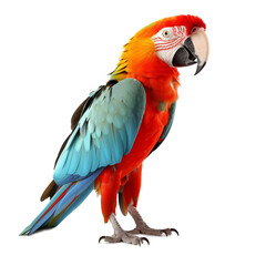 Obraz premium colorful parrot isolated on white backgroundLion looking at the camera, isolated. AI generated content