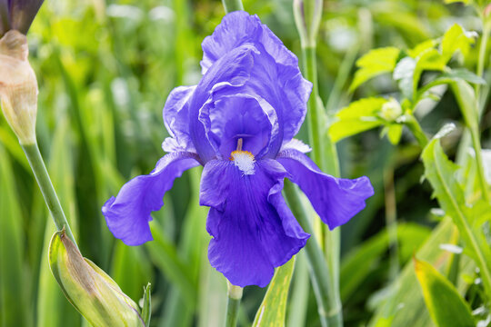 A Deutsche Schwertlilie (Iris × germanica) is the accepted name for a species of flowering plants in the family Iridaceae commonly known as the bearded iris or the German bearded iris