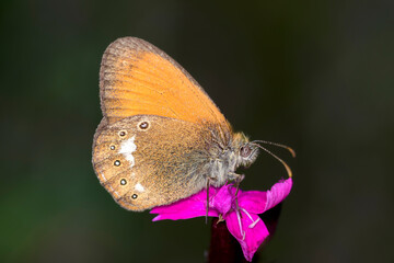 Coenonympha glycerion - the chestnut heath on Carthusian pink - Dianthus carthusianorum