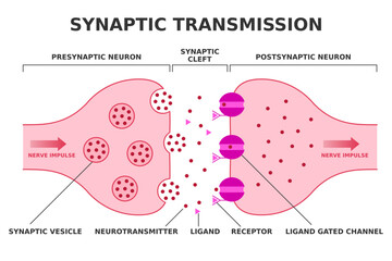 Synaptic transmission. Neurotransmission. Nerve impulse transition from presynaptic neuron to postsynaptic neuron. Neurotransmitter release from synaptic vesicle. Ligand gated channel. Vector.
