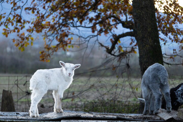 adorable little white goat looks at the camera in his cabin in the nature. in Navarra spain