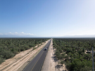 baja california sur mexico aerial view of cactus forest near the sea